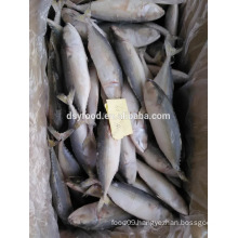 supply frozen indian mackerel